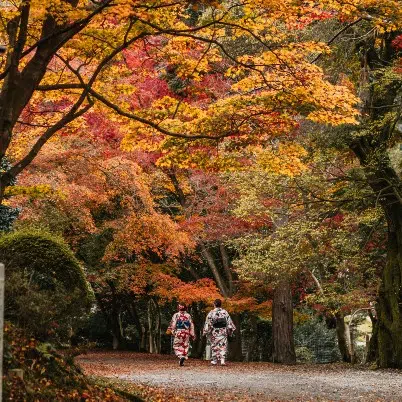 Geishas Walking in Fall in Japan