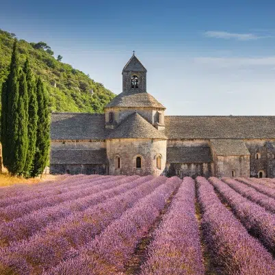 Provence Lavender Fields