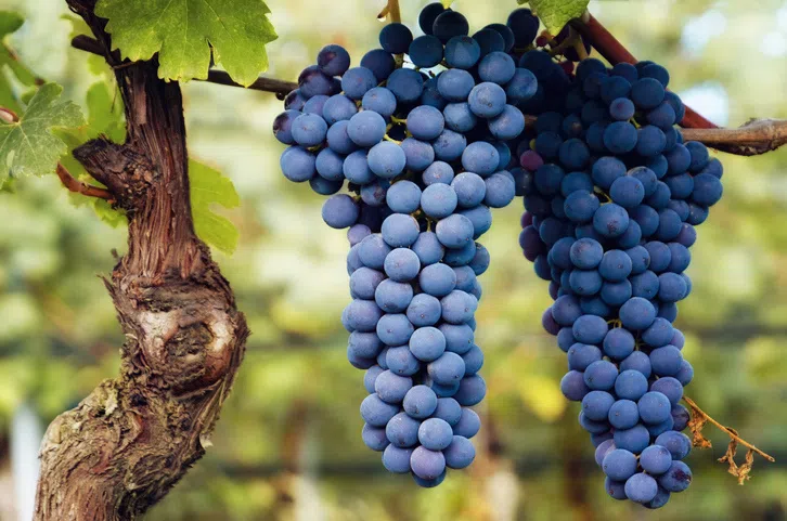 Piedmont: Barolo & Barbaresco wineries visit image 2